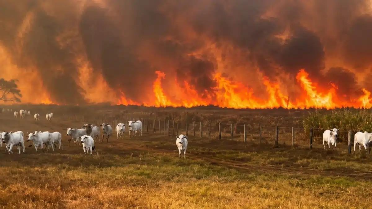 Incêndios avançam por áreas rurais e deixam prejuízos em três estados