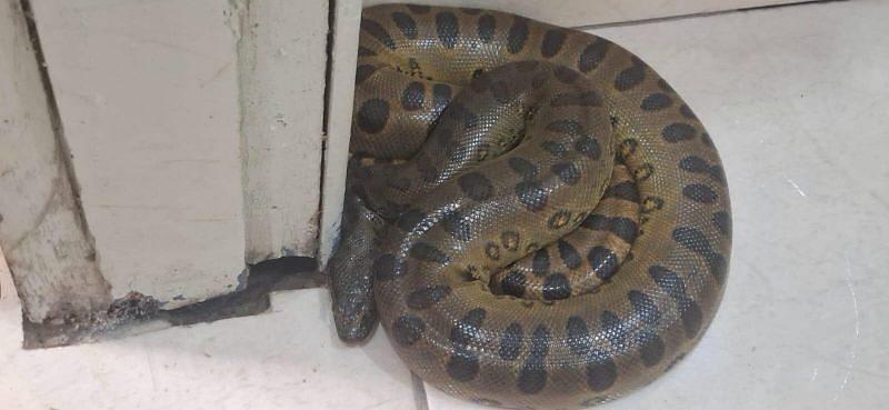 Sucuri é encontrada dentro de banheiro de escola em Porto Velho