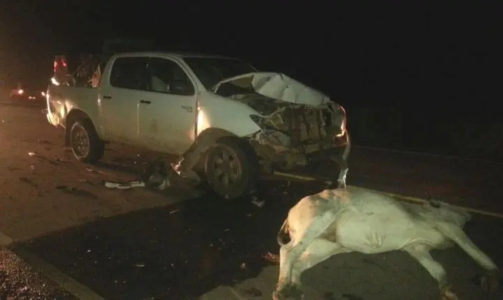 Hilux bate em vaca na Avenida Brasil e acidente quase termina em tragédia em Ji-Paraná