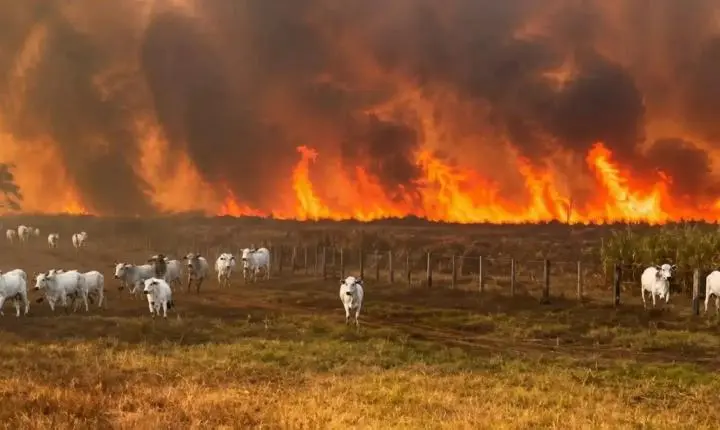 Incêndios avançam por áreas rurais e deixam prejuízos em três estados