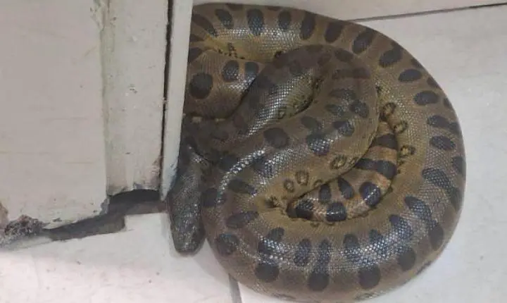 Sucuri é encontrada dentro de banheiro de escola em Porto Velho